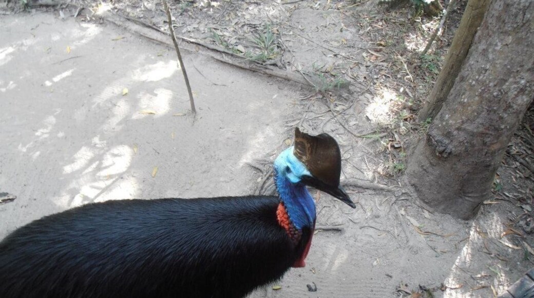 This is a Kasawari. It has a horn on its head with which it can defend itself.