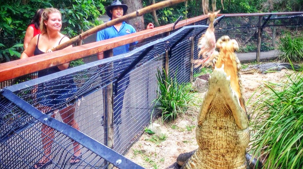 At Hartley's Crocodile Adventures near Cairns and Palm Cove in northern Queensland, Australia you can opt to feed one of the giant crocs who live there. Talk about hands on - definitely a fun activity!