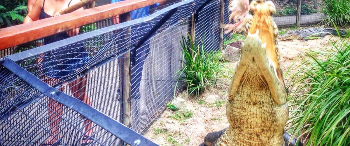 At Hartley's Crocodile Adventures near Cairns and Palm Cove in northern Queensland, Australia you can opt to feed one of the giant crocs who live there. Talk about hands on - definitely a fun activity!
