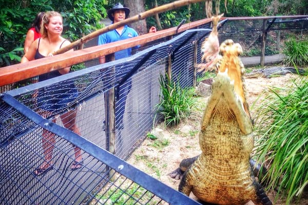 At Hartley's Crocodile Adventures near Cairns and Palm Cove in northern Queensland, Australia you can opt to feed one of the giant crocs who live there. Talk about hands on - definitely a fun activity!