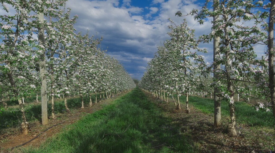 Endless peach blossoms stretch to the horizon in this image symbolizing spring