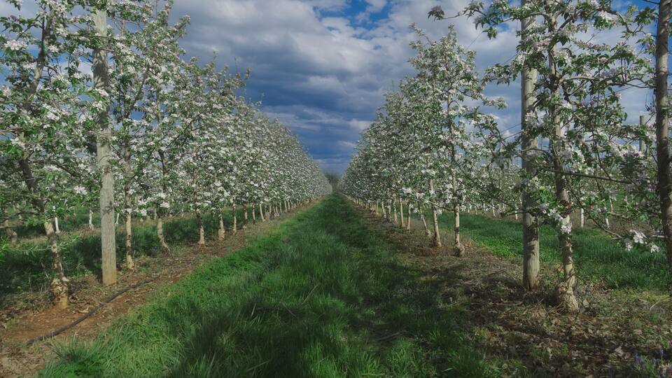 A tree-lined orchard with rows of flowering trees under a partly cloudy sky.