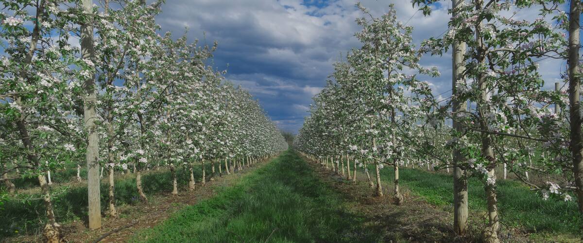 A tree-lined orchard with rows of flowering trees under a partly cloudy sky.
