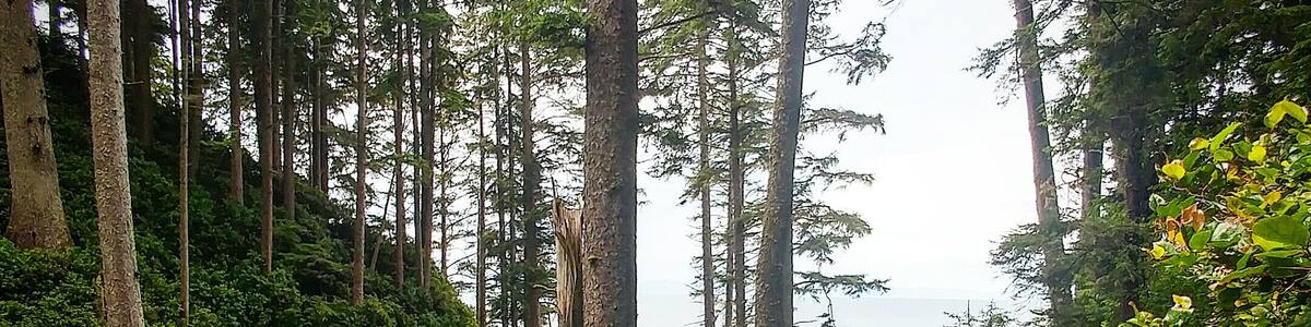 Eine Holztreppe führt in einen bewaldeten Bereich mit hohen Bäumen und dichtem Grün.