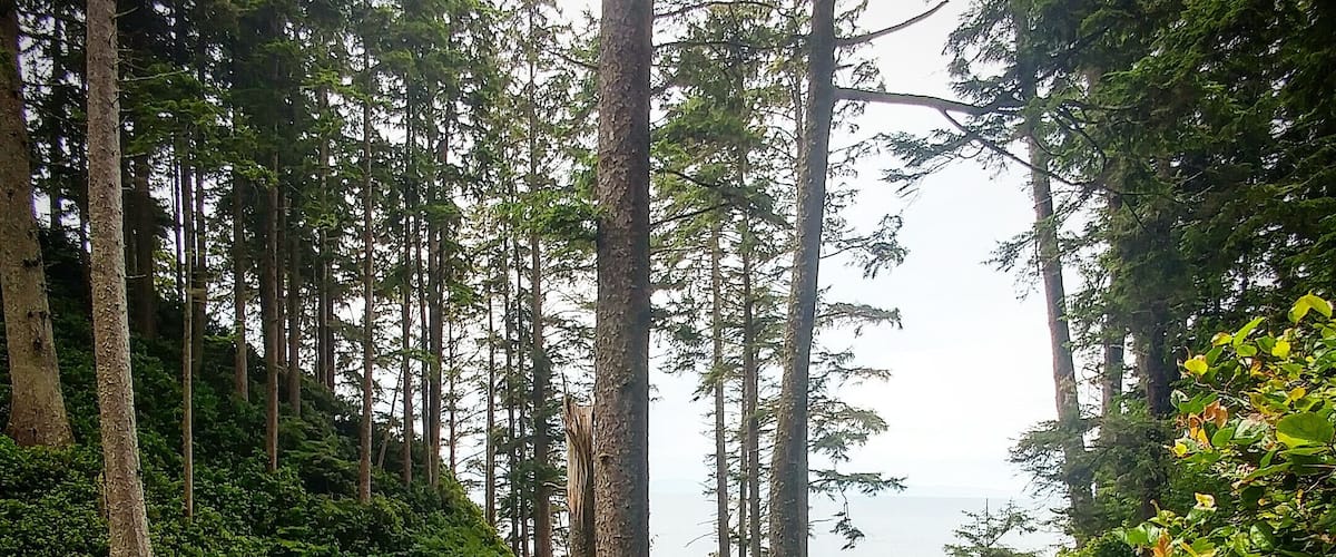 A wooden staircase leading into a forested area with tall trees and dense greenery.