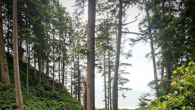 Uma escadaria de madeira leva a uma área florestal com árvores altas e vegetação densa.
