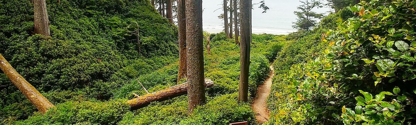 Uma escadaria de madeira leva a uma área florestal com árvores altas e vegetação densa.