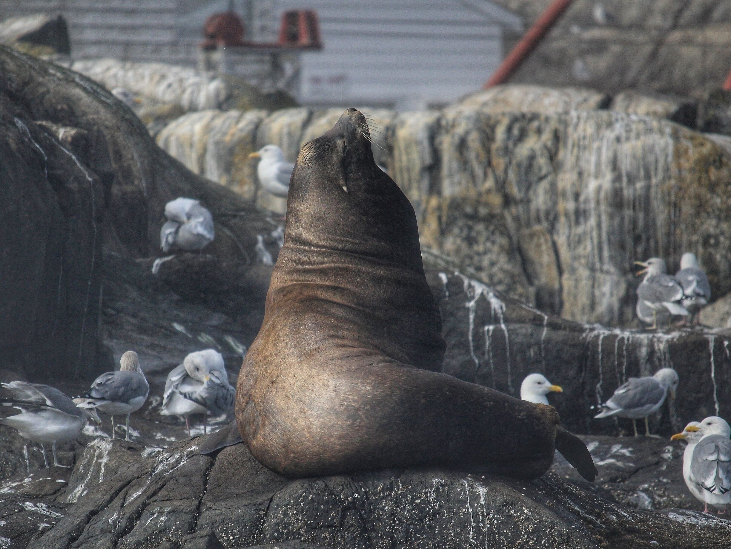 We went for a boat ride on a beautiful September morning and came across this beauty sunning on the rocks! There were plenty of Sea Lions lounging on the rocks and wharf of Race Rocks. #wildlife