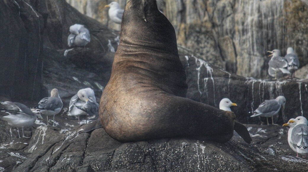 We went for a boat ride on a beautiful September morning and came across this beauty sunning on the rocks! There were plenty of Sea Lions lounging on the rocks and wharf of Race Rocks. #wildlife