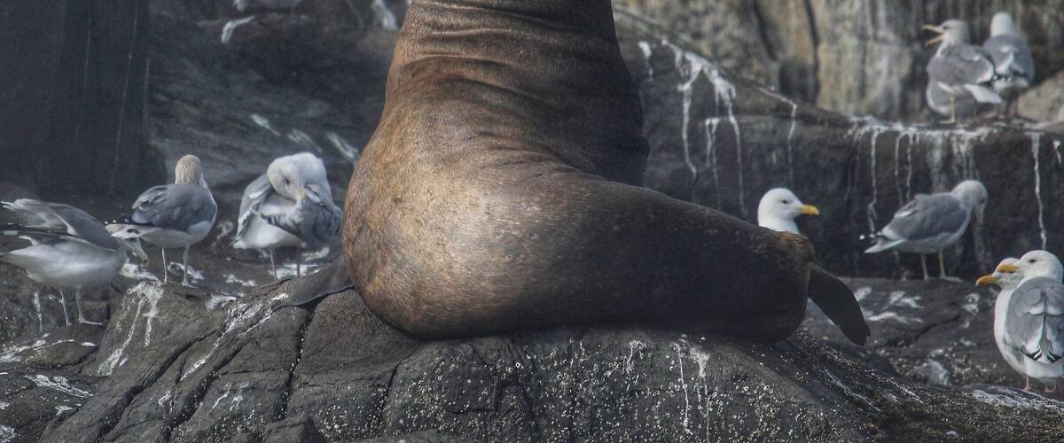 We went for a boat ride on a beautiful September morning and came across this beauty sunning on the rocks! There were plenty of Sea Lions lounging on the rocks and wharf of Race Rocks. #wildlife