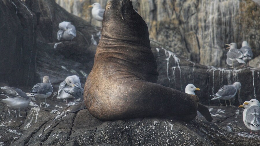 We went for a boat ride on a beautiful September morning and came across this beauty sunning on the rocks! There were plenty of Sea Lions lounging on the rocks and wharf of Race Rocks. #wildlife