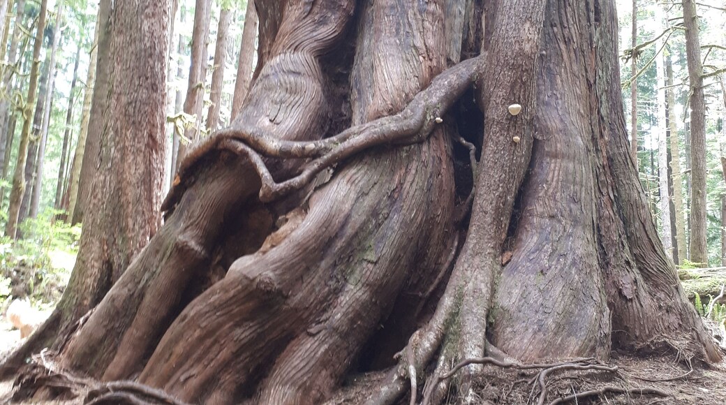 Avatar Grove -A truly magical place. Old growth forest, a tangle of roots, history and beauty. One of my favourite little gems. Just be forwarned the road was in pretty bad shape. You do not want to be pulling a trailer.