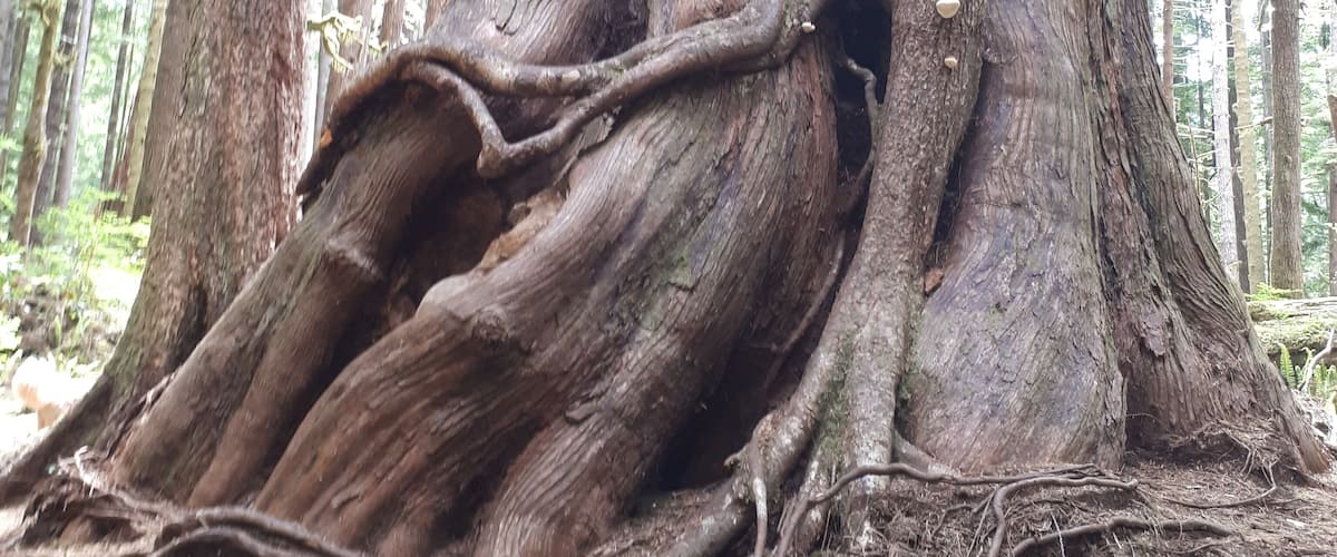 Avatar Grove -A truly magical place. Old growth forest, a tangle of roots, history and beauty. One of my favourite little gems. Just be forwarned the road was in pretty bad shape. You do not want to be pulling a trailer.