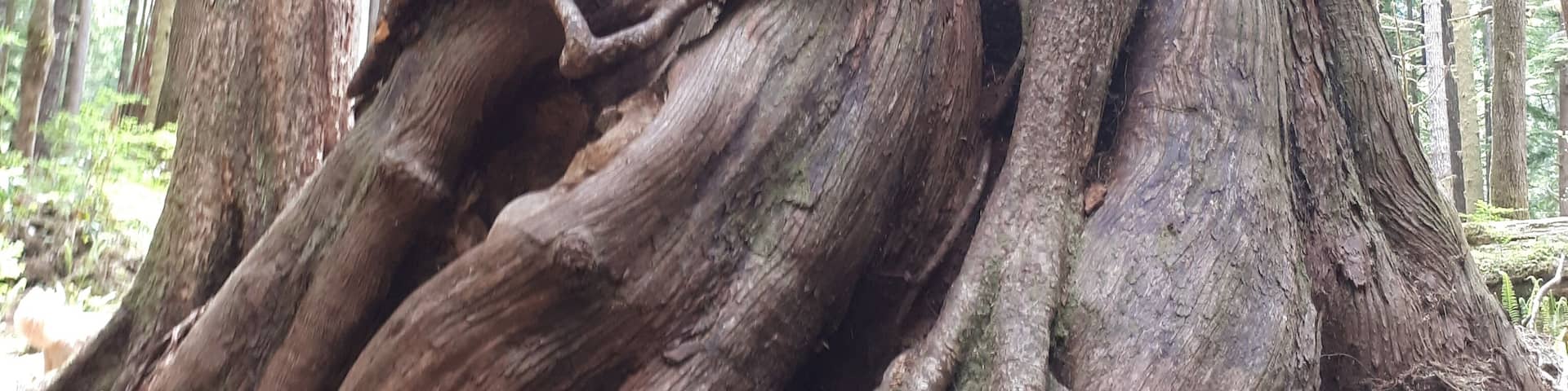Avatar Grove -A truly magical place. Old growth forest, a tangle of roots, history and beauty. One of my favourite little gems. Just be forwarned the road was in pretty bad shape. You do not want to be pulling a trailer.