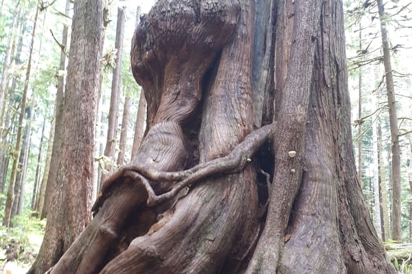 Avatar Grove -A truly magical place. Old growth forest, a tangle of roots, history and beauty. One of my favourite little gems. Just be forwarned the road was in pretty bad shape. You do not want to be pulling a trailer.