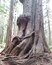 Avatar Grove