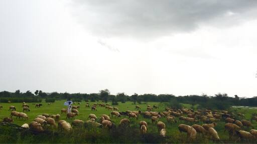 Sheep's enjoying new shoots and green pasture on a overcast day under a watchful eye of a shepherd.. Than it rained cats and dogs.. Delighted to see nature at its best... Blessed..