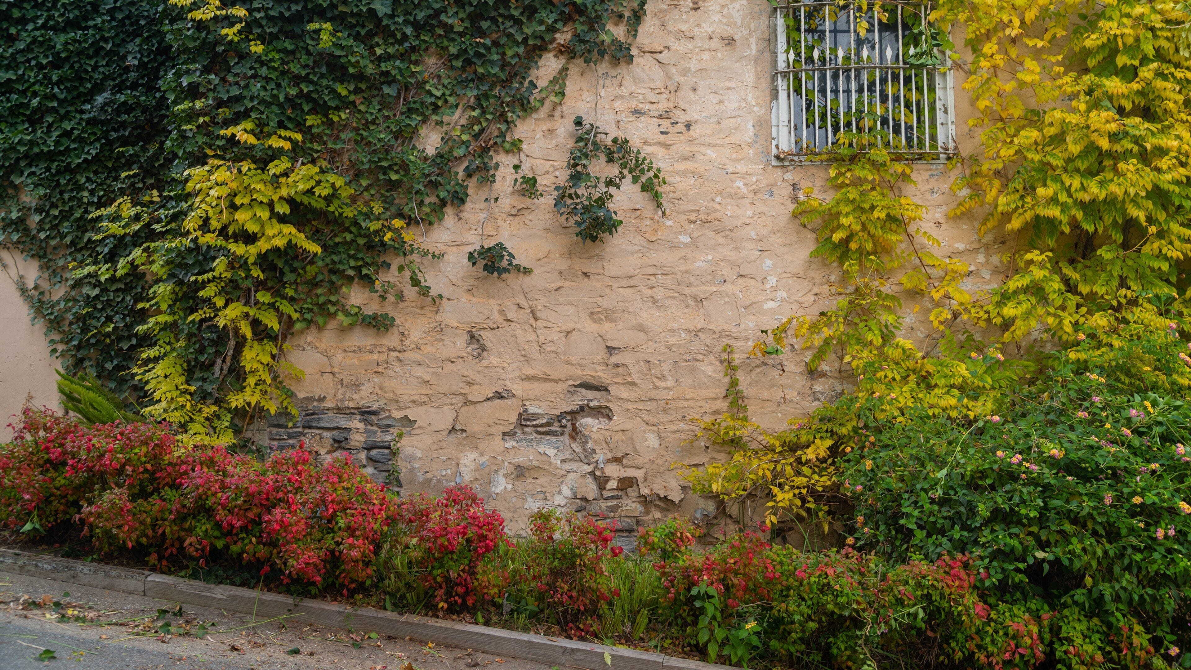 Chateau Yaldara featuring wildflowers