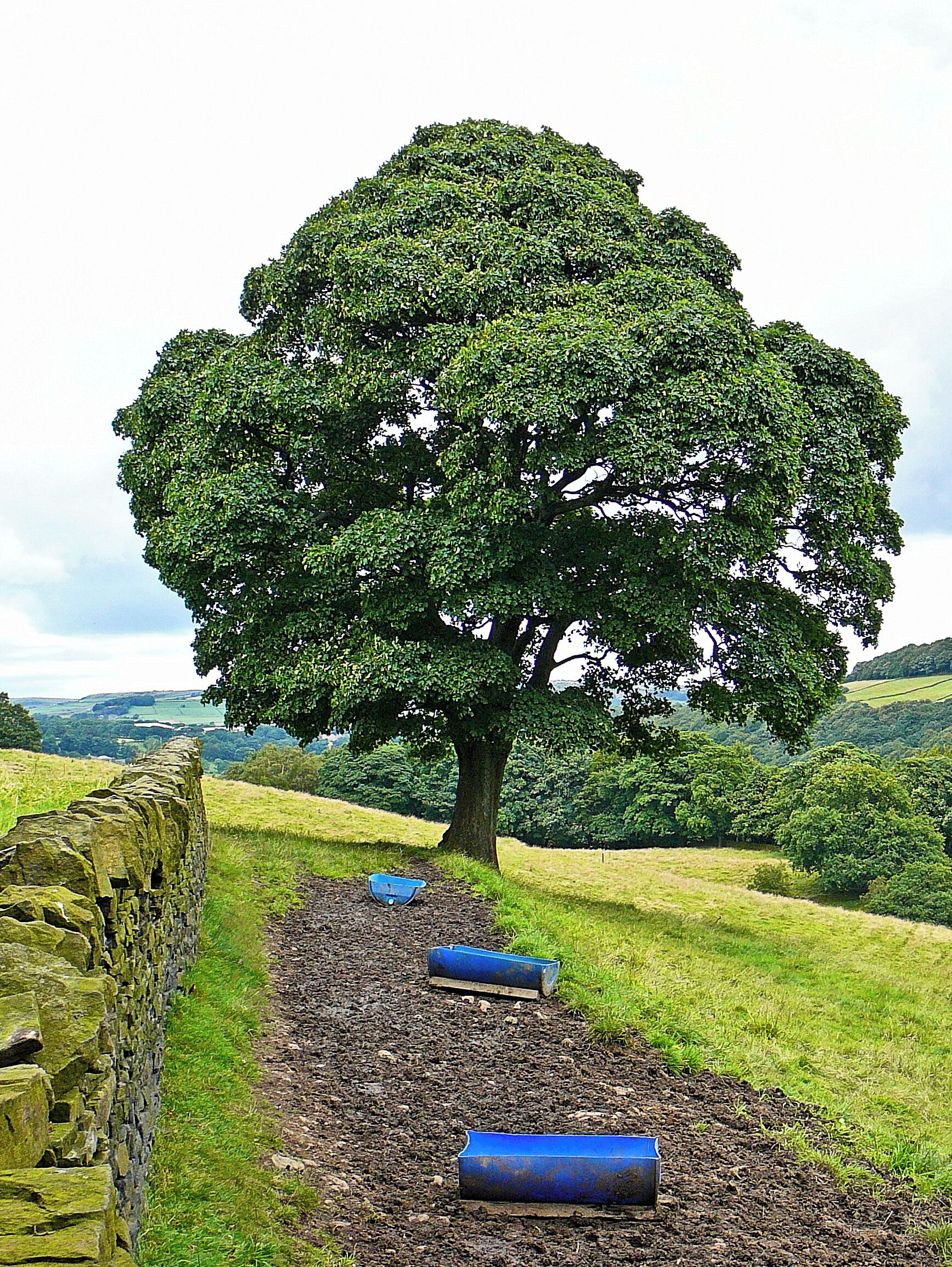 A large tree in a rural landscape with stone walls and rolling hills in the background.