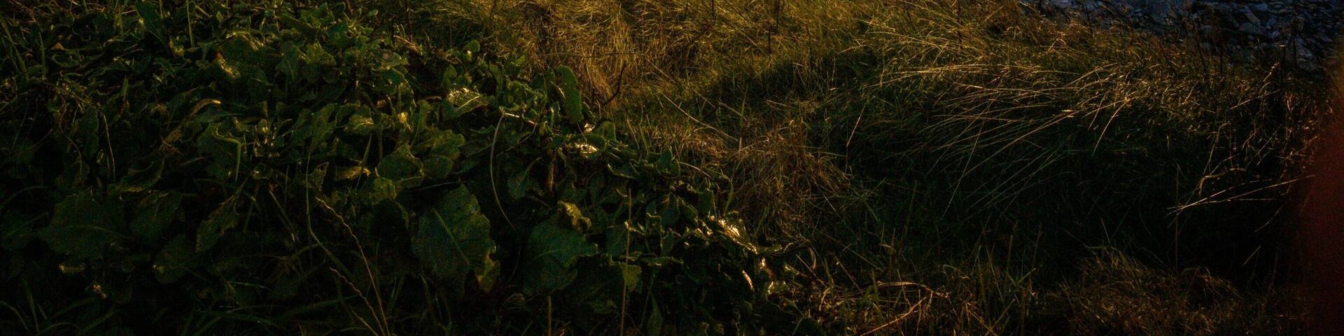 Afternoon light over Dublin Bay - quick phone shot from Tower Bay, Portrane