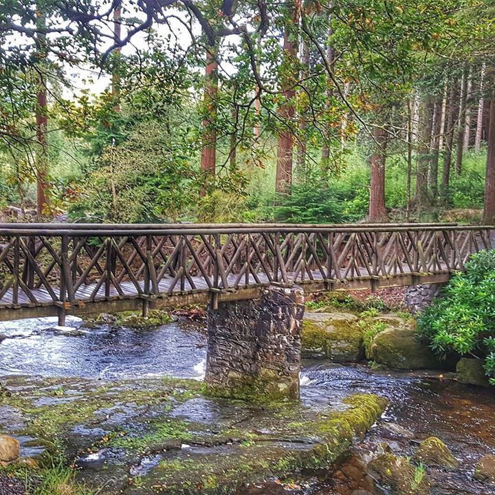 A wooden bridge over a stream in a forested area.