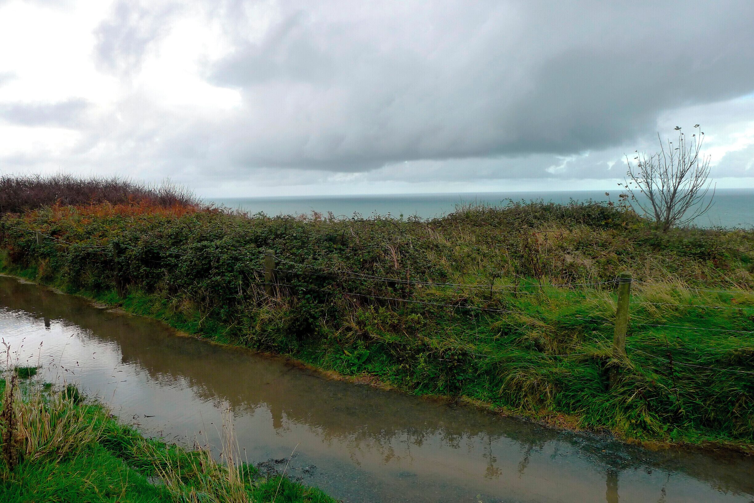 A river with dense vegetation and a cloudy sky.