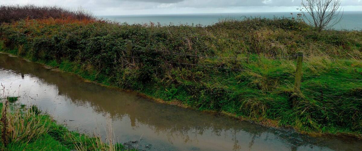 A river with dense vegetation and a cloudy sky.