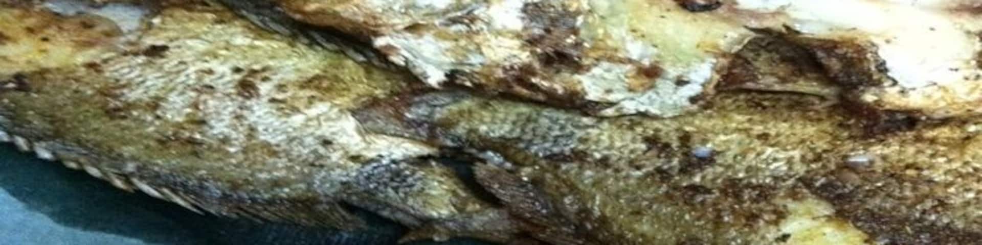 Fried Fish