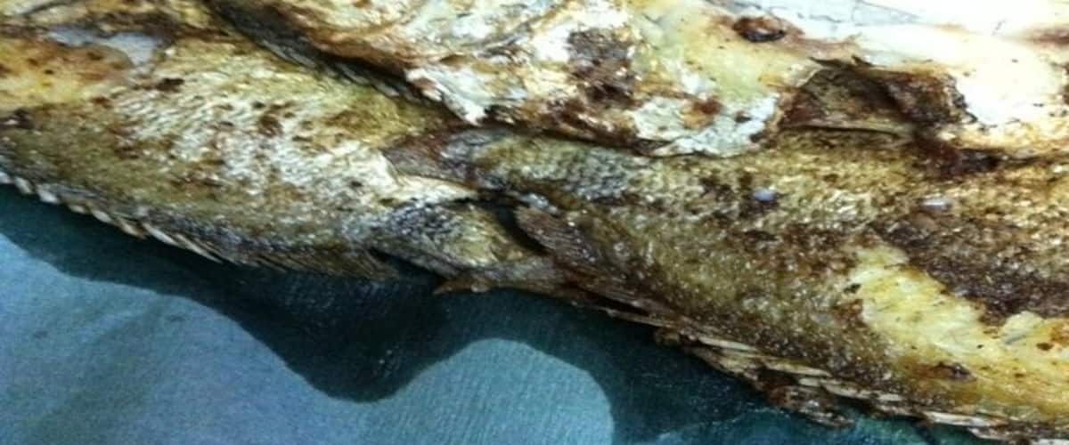 Grilled fish with charred skin.