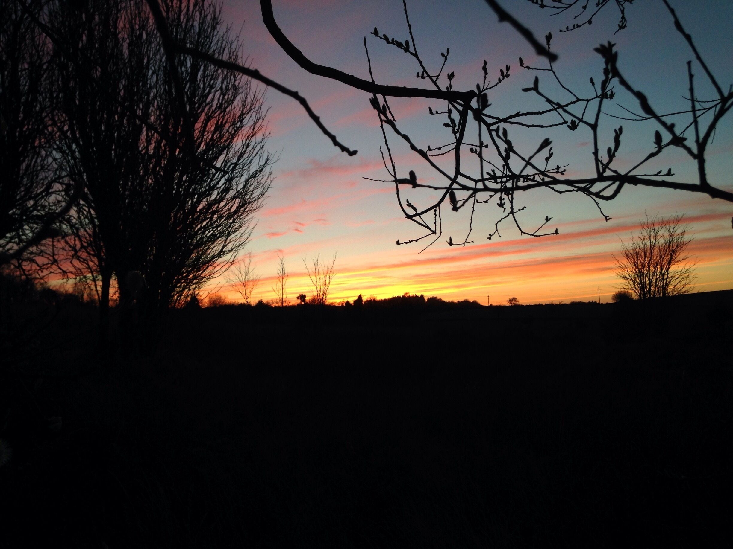 A sunset with silhouettes of trees and a clear sky.