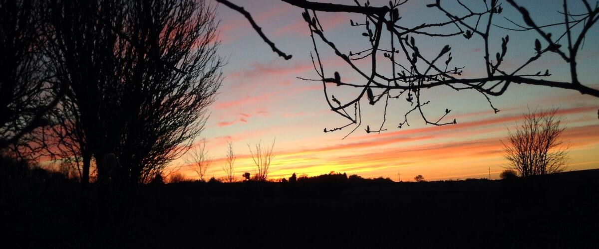 A sunset with silhouettes of trees and a clear sky.