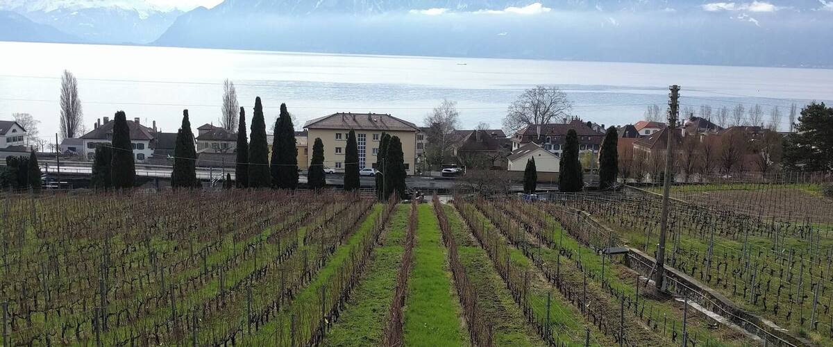 Every little village along Lake Geneva is a #WinterWonders. This region has very steep vineyards which blend in nicely with the Alps in the background. Take a roadtrip along the lake from Geneva to Montreux, you won't regret it.
#Merch #Switzerland #LifeAtExpedia