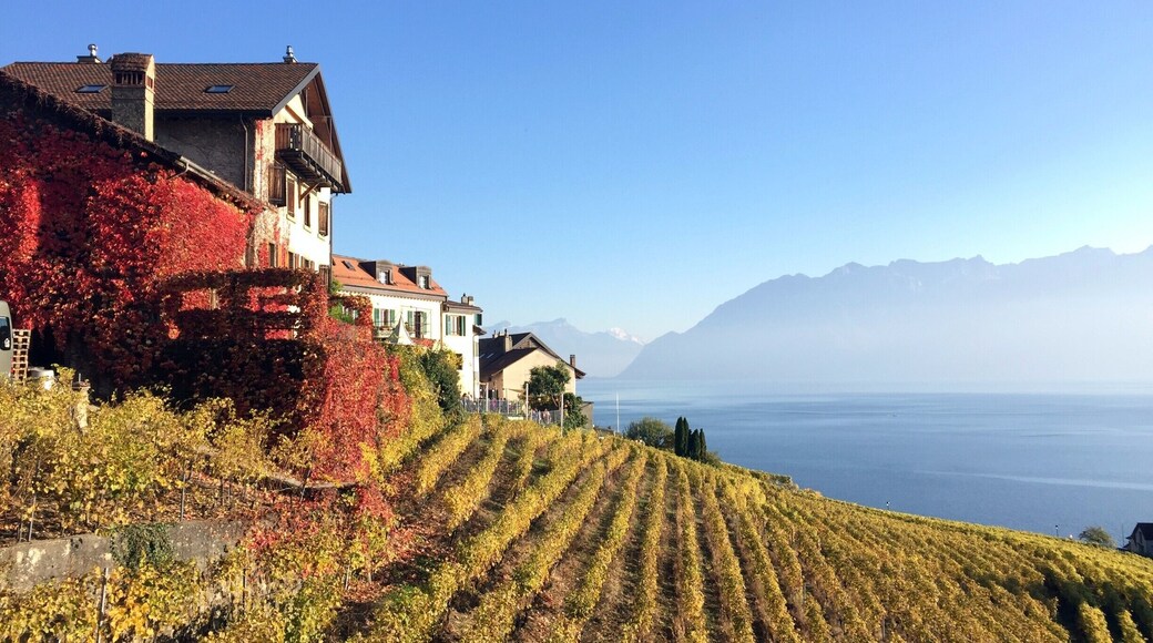 Unesco Inheritage Vignards of Lavaux.
A great place to visit, especially in autumn.
Best way to do the vignards walk is to take the train to St-Sephorin from Lausanne and walk your way back towards Lausanne.
Beautiful views on the Geneva lake and the alps.
Ther's also a small train driving tourist in the vignards, if you do not feel like walking
#Valais #Switzerland #Lifeatexpedia #hiking #Lavaux #Unesco #Leman
