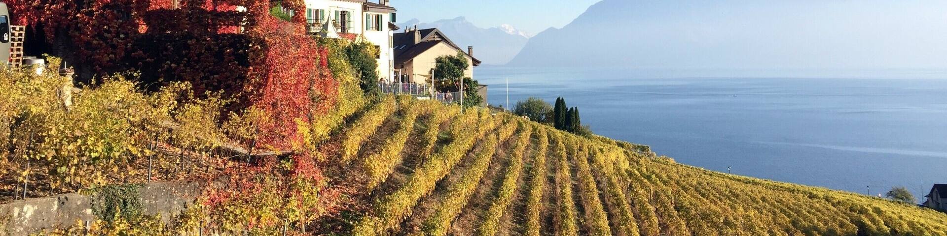 Unesco Inheritage Vignards of Lavaux.
A great place to visit, especially in autumn.
Best way to do the vignards walk is to take the train to St-Sephorin from Lausanne and walk your way back towards Lausanne.
Beautiful views on the Geneva lake and the alps.
Ther's also a small train driving tourist in the vignards, if you do not feel like walking
#Valais #Switzerland #Lifeatexpedia #hiking #Lavaux #Unesco #Leman