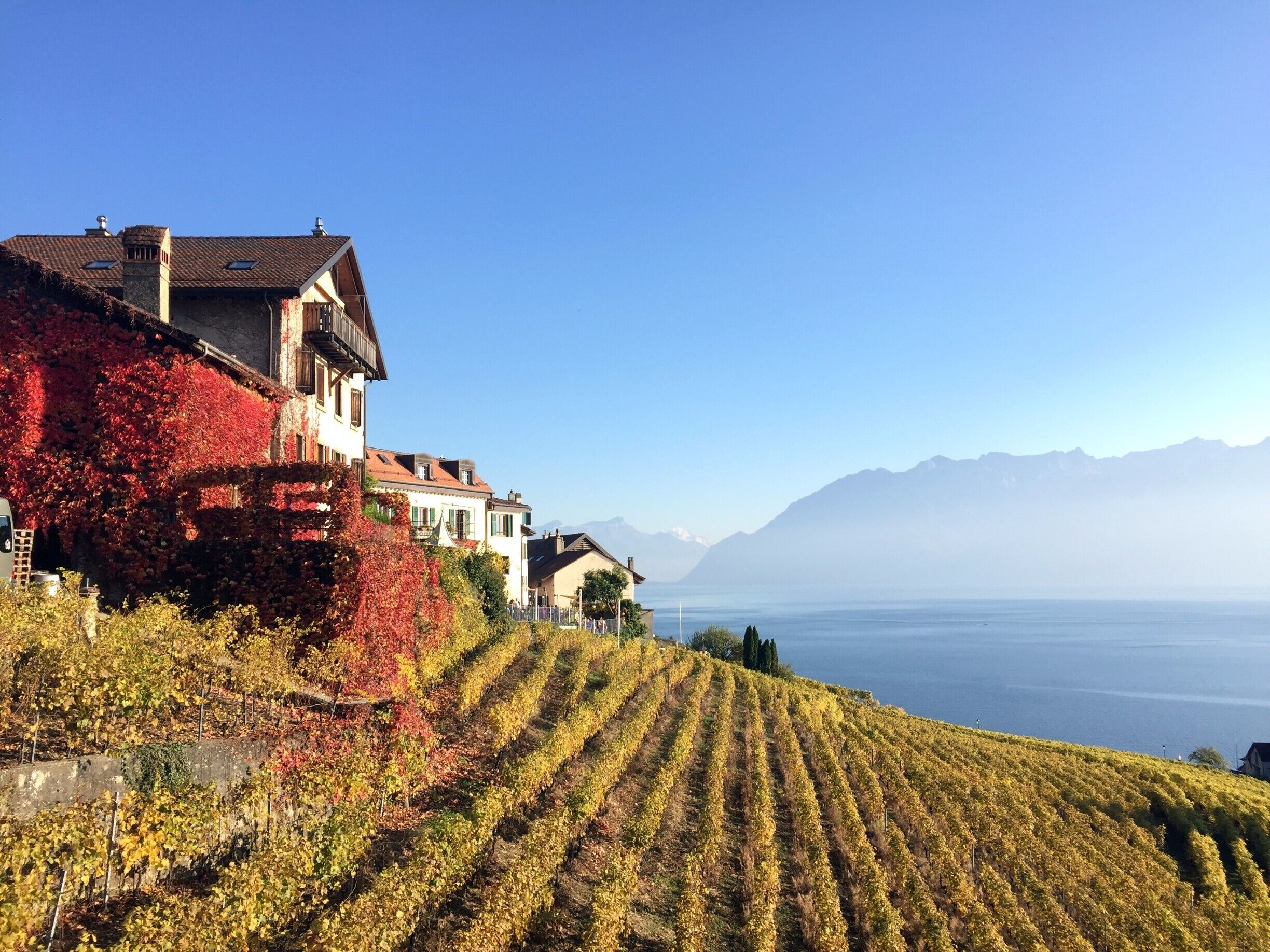 A vineyard with rows of grapevines, a hillside with buildings, and a mountain range in the background.