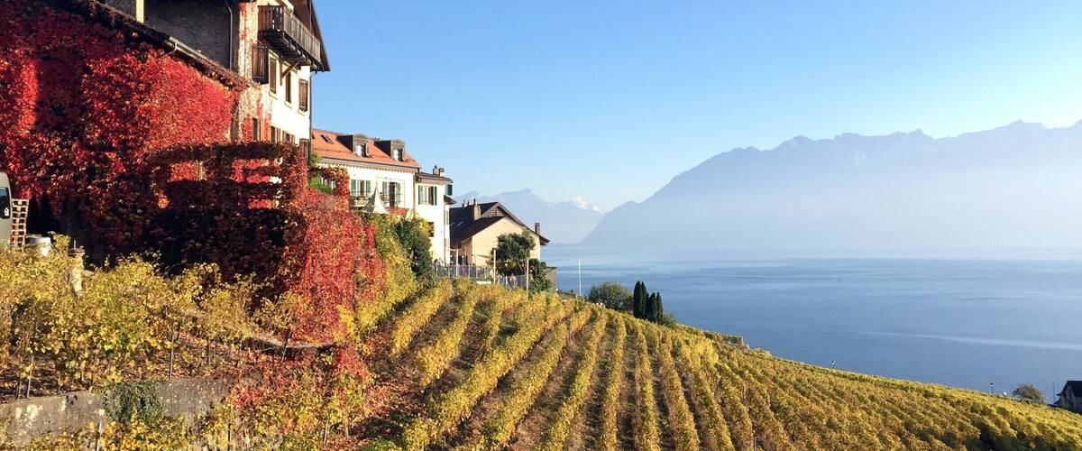 A vineyard with rows of grapevines, a hillside with buildings, and a mountain range in the background.