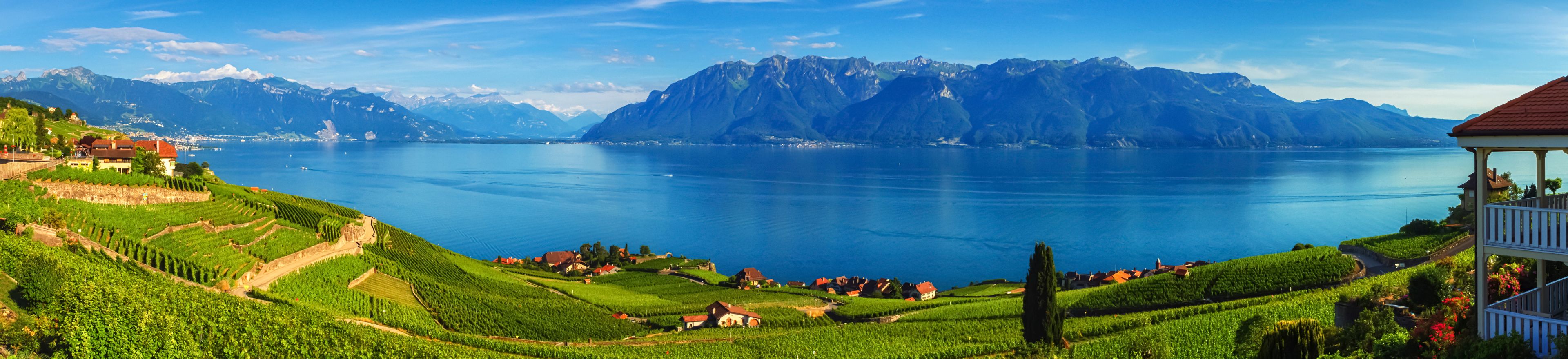 A vineyard with rows of grapevines, a lake, and mountains in the background.