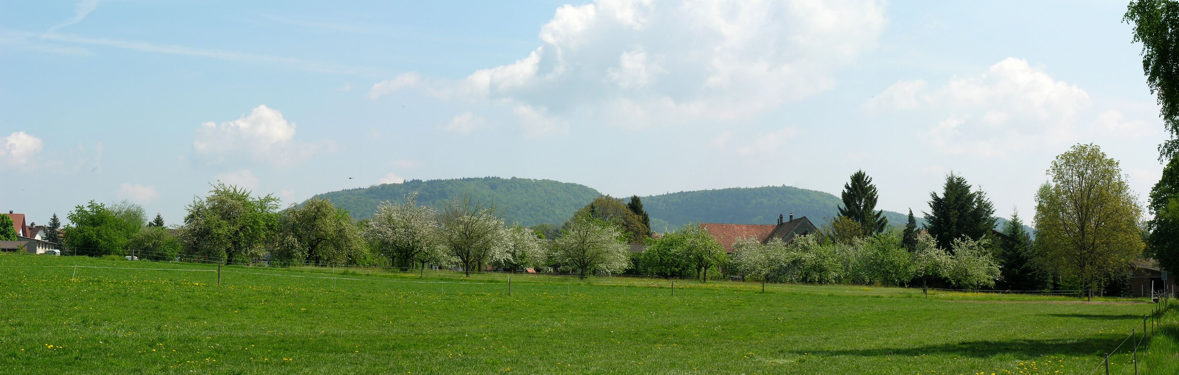 A green field with trees and a mountain in the background.