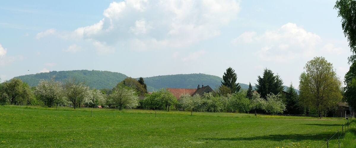 A green field with trees and a mountain in the background.