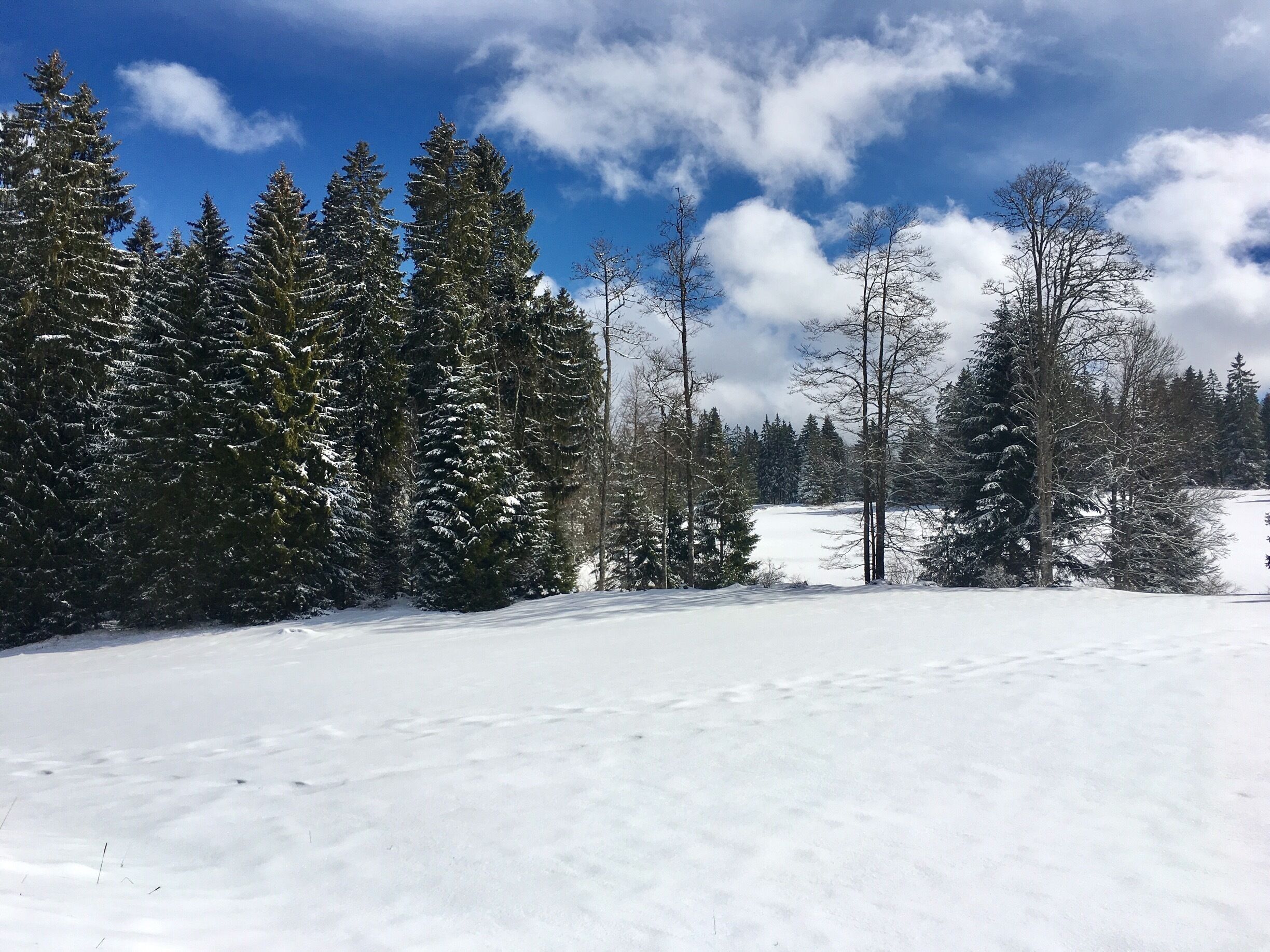 A snowy landscape with evergreen trees and a clear blue sky.