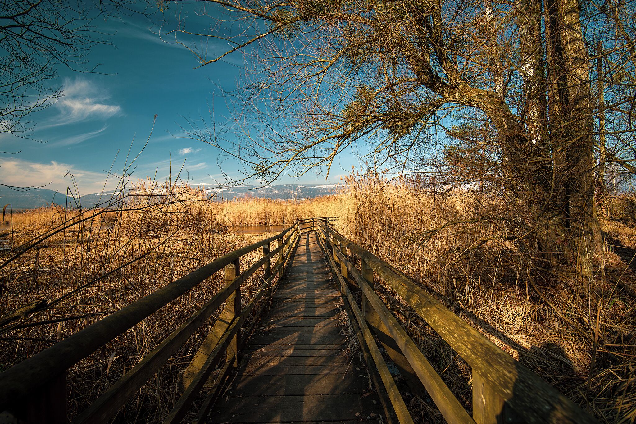 A wooden boardwalk through a dry, grassy field with trees and mountains in the background.