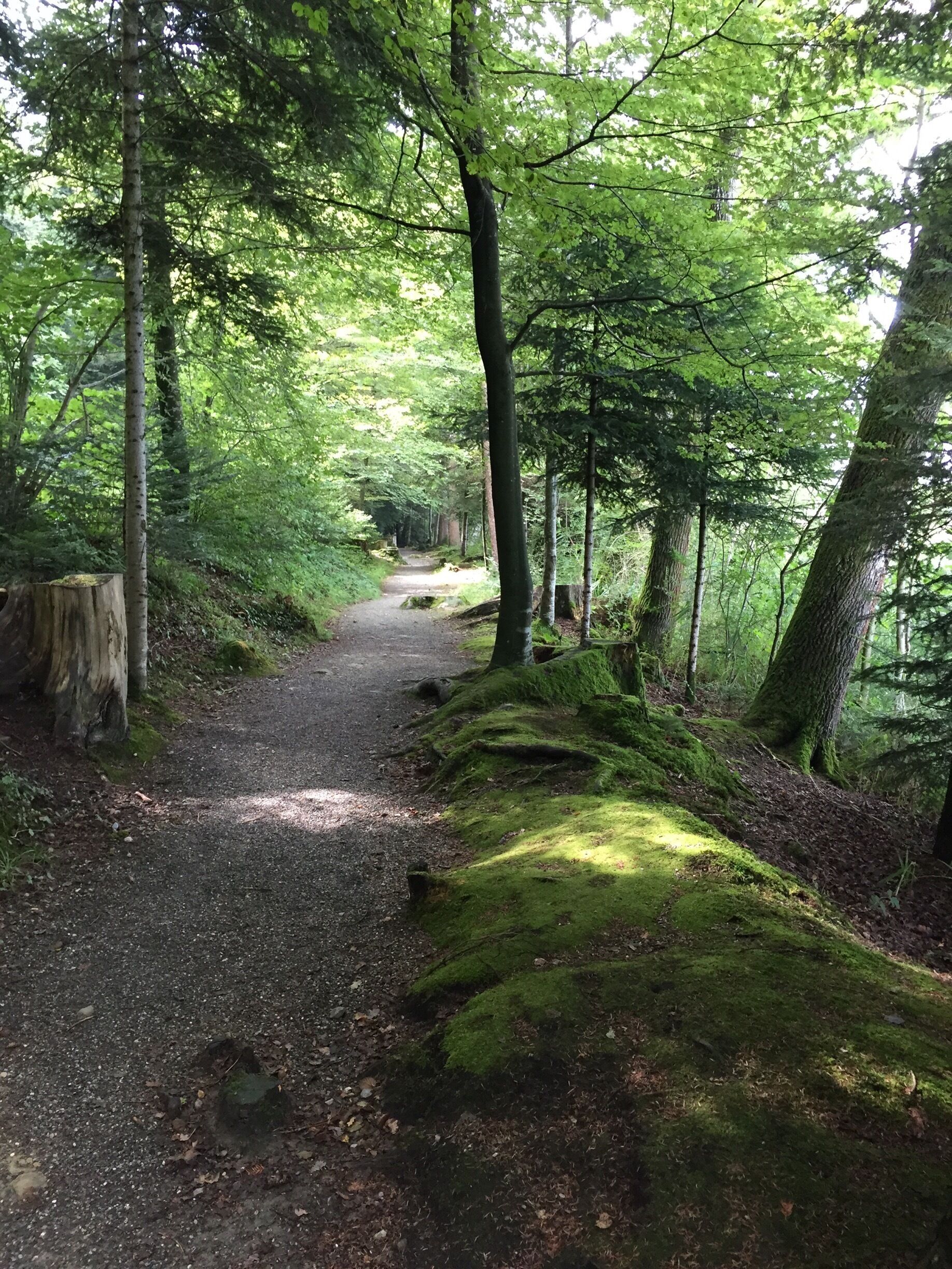 A Vita Parcours is a marked path in a forest  in Switzerland with exercise stations every once in a while. It can be used free of charge by anyone 