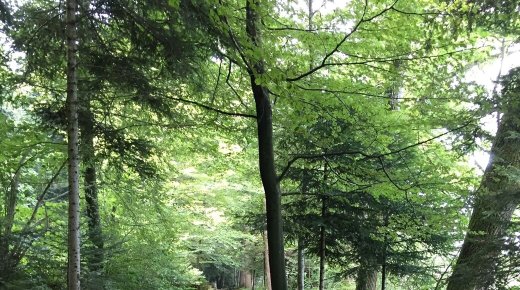 A Vita Parcours is a marked path in a forest in Switzerland with exercise stations every once in a while. It can be used free of charge by anyone