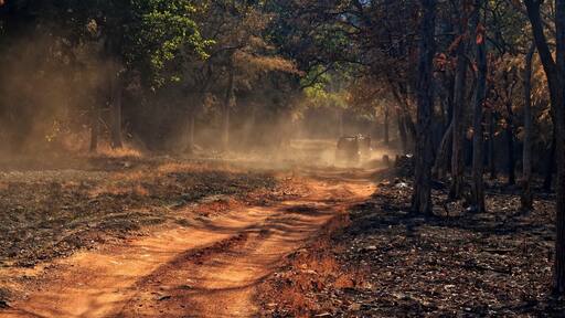 Divine hours of a morning - pursuit of a tiger - the earthy smell of a forest! #Tadoba #forest