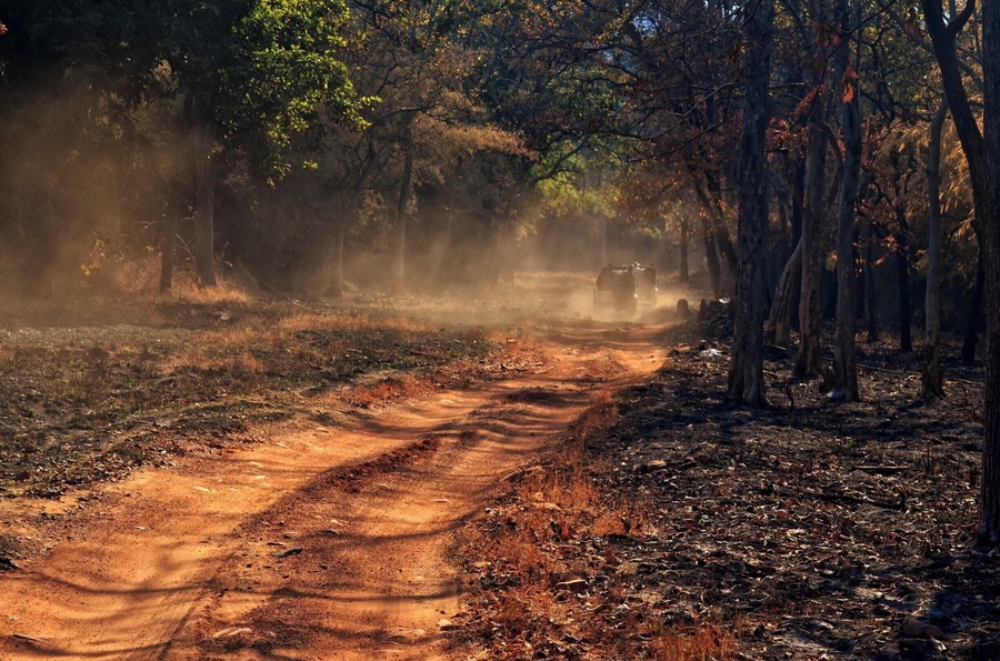 Divine hours of a morning - pursuit of a tiger - the earthy smell of a forest! #Tadoba #forest