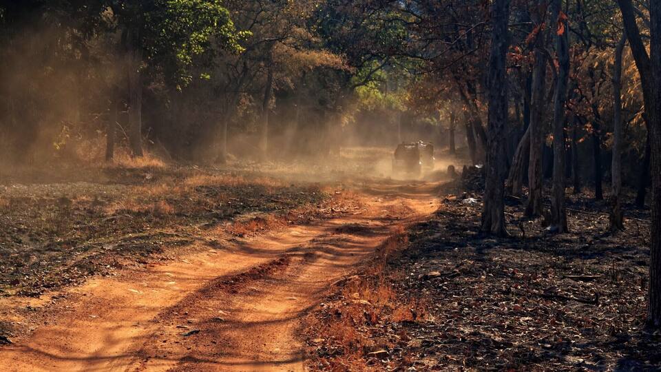 A dirt road in a forested area with trees on both sides.