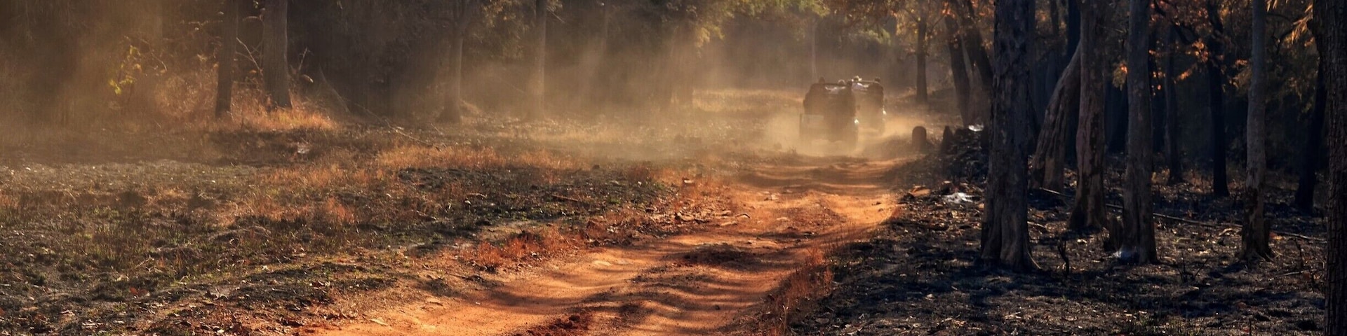 Divine hours of a morning - pursuit of a tiger - the earthy smell of a forest! #Tadoba #forest