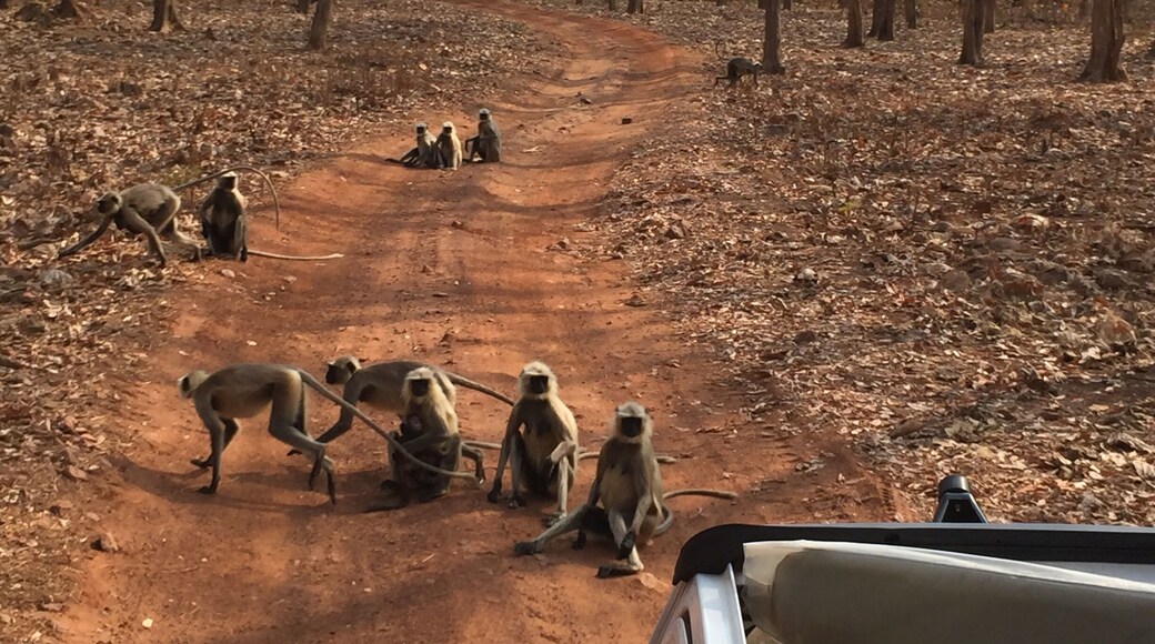 Road traffic in Tadoba! #lifeatexpedia