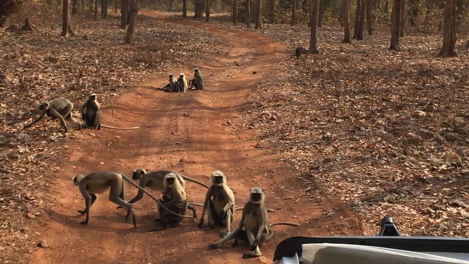 A dirt road in a forest with monkeys sitting and walking around.