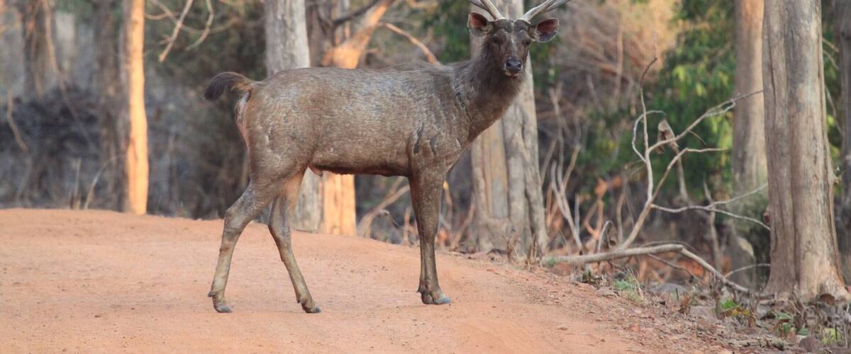 Antler in the magic hour